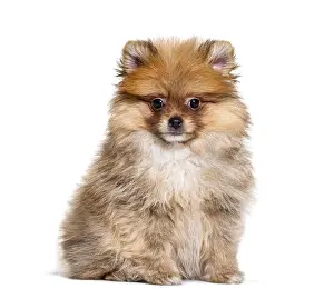 Dog Looking At Camera Drucke: Pomeranian looking at the camera