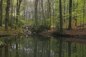 Northern Germany Forest Scenery Drucke: Pond landscape with deciduous forest in spring