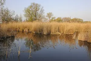 Germany Exterior Photographs Drucke: Pond landscape with a reedbed, Thuringia, Germany