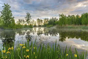 Water Body Reflections Drucke: Pond with reflections of the sky and trees
