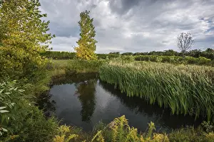 Drucke von Ein Teich, umgeben von herbstlichen Bäumen und grünem Gras, in einer Weingut in der Nähe von Niagara-on-the-Lake, Kanada See Drucke: Ein Teich, umgeben von Herbstbäumen und grünem Gras.