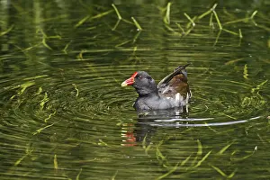 Aquatic Birds Drucke: Pondgrouse