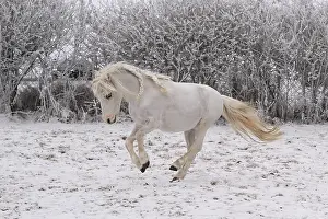 Deserted Farm Animal Drucke: Pony