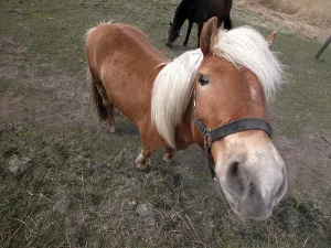 Ungulate Animal Photography Drucke: A pony is looking in the camera