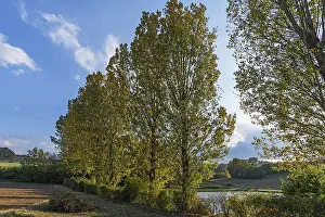 Autumn Mood Nature Scene Drucke: Poplars (Populus) in the evening light