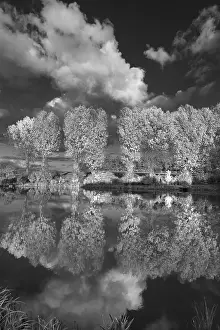 Middle Franconia Scenery Drucke: Poplars (Populus) reflected in a pond