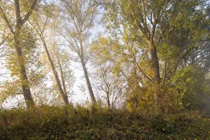 Deciduous Trees Europe Drucke: Poplars (Populus), Thuringia, Germany
