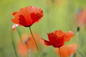 Close Up Poppies Drucke: Poppies