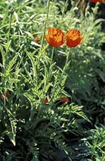 European Spring Blooms Drucke: Poppies