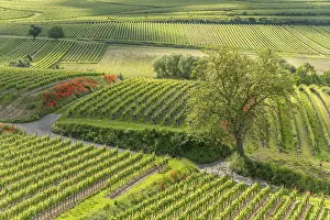 Wine Growing Regions Europe Drucke: Poppies in bloom in the vineyard in spring