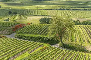 German Vineyards Europe Drucke: Poppies in bloom in the vineyard in spring