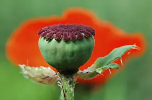 Macro Poppy Flower Drucke: Poppy