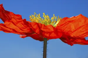 Poppy Field In Bloom Drucke: Poppy
