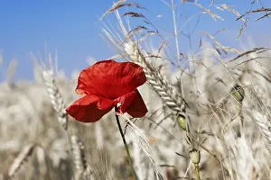 Agriculture Photography Drucke: Poppy in the corn