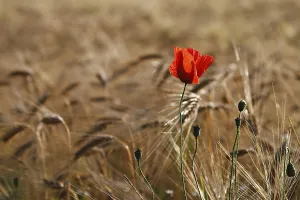 Farmland Scenery Drucke: A poppy in a cornfield