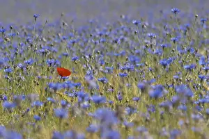 Agricultural Planting Drucke: Poppy in cornfiled