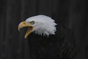 Drucke von Porträt eines totenadligen Falken mit offenem Schnabel gegen einen dunklen Hintergrund, toter Adler (Haliaeetus leucocephalus), schreiend, in Gefangenschaft, Baden-Württemberg Weißkopfseeadler Drucke: Porträt eines totenadler mit offenem Schnabel gegen einen dunklen Hintergrund.