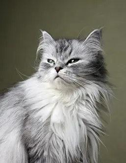 Feliformia Animal Photography Drucke: Portrait of a cat close-up in studio