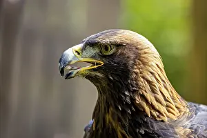 Drucke von Portrait eines Adler mit geöffnetem Schnabel gegen einen verschwommenen Hintergrund, ein Goldadler (Aquila chrysaetos) in einem Falknereizentrum am Rennsteig in Deutschland Steinadler Drucke: Porträt eines Adlers mit geöffnetem Schnabel gegen einen verschwommenen Hintergrund.