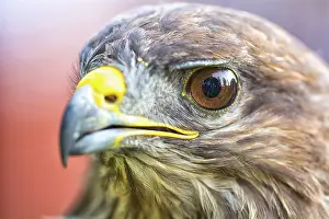 Accipitridae Species Photo Drucke: Portrait of an eagle with blurred background