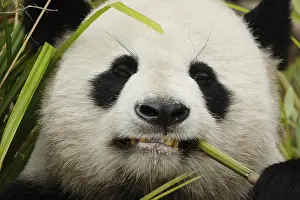 Drucke von Porträt in Detail eines Riesengarnells im selektiven Fokus. Lachender süßer schwarzer und weißer Bär frisst Bambus. Augenkontakt Großer Panda Drucke: Porträt in Detail eines Riesenschwarzbären im selektiven Fokus.