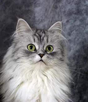 Grey Tabby Cat Drucke: Portrait of a grey small cat in studio
