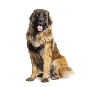 Close Up Dog Photo Drucke: Portrait of a Leonberger panting