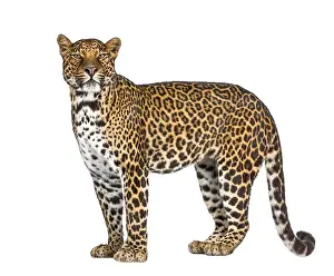Leopard Portrait Drucke: Portrait of leopard, Panthera pardus