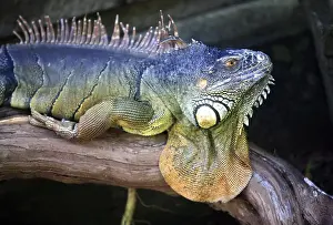 Predator Animal Pictures Drucke: Portrait of a lizard close-up