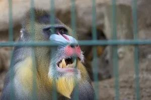 Drucke von Porträt eines in Gefangenschaft lebenden Mandrill-Monkeys Mandrill Drucke: Portrait eines in Gefangenschaft lebenden Mandrillenschimpansen.
