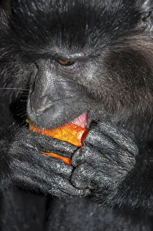 Catarrhine Primate Drucke: Portrait of a monkey