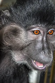 Mammalian Representation Art Drucke: Portrait of a monkey