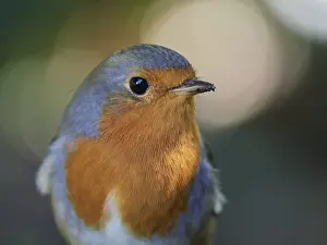 European Robin Portrait Drucke: Portrait of a robin (Erithacus rubecula)