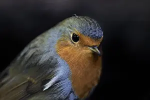 European Robin Portrait Drucke: Portrait of a robin (Erithacus rubecula)