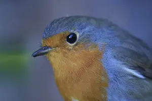 European Robin Portrait Drucke: Portrait of a robin (Erithacus rubecula)