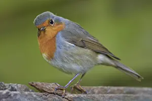 European Robin Portrait Drucke: Portrait of a robin (Erithacus rubecula)