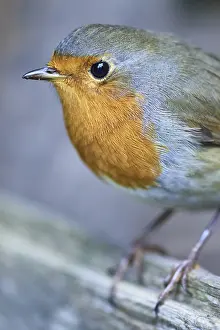 Old World Flycatcher Photo Drucke: Portrait of a robin (Erithacus rubecula)