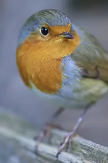 European Robin Portrait Drucke: Portrait of a robin (Erithacus rubecula)