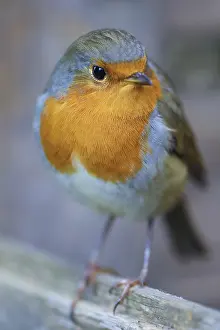 Bird Portrait Drucke: Portrait of a robin (Erithacus rubecula)