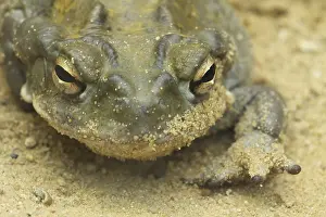 Captive Animal Photos Drucke: Portrait, Sonora toad (Bufo alvarius)