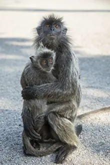 Indian Wildlife Photography Drucke: Portrait of Tufted gray langur Semnopithecus priam