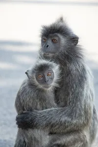 Drucke von Porträt des gefiederten grauen Languren Semnopithecus priam, Madras- und Coromandel-Sakral-Langur. Graues lustiges schäumendes Affen lebt frei in natürlicher Lebensraum. Mutter und Junges Büschelgrauer Langur Drucke: Porträt des gefleckten grauen Languren Semnopithecus priam.