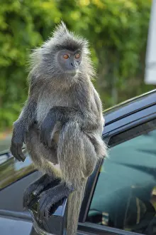 Indian Wildlife Photography Drucke: Portrait of Tufted gray langur Semnopithecus priam