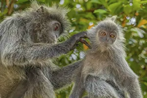 Drucke von Portrait des Tufted-gray-Langurs Semnopithecus priam, auch bekannt als Madras-Gray-Langur und Coromandel-Sakral-Langur Büschelgrauer Langur Drucke: Porträt des gefleckten grauen Languren Semnopithecus priam.