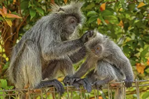 Gerahmter Druck : Portrait des gefleckten grauen Languren Semnopithecus priam. Gerahmter Druck : Portrait des gefleckten grauen Languren Semnopithecus priam.