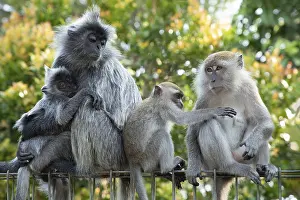 Southeast Asia Fauna Drucke: Portrait of Tufted gray langur Semnopithecus priam