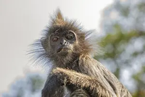 Drucke von Portrait des gefiederten grauen Languren Semnopithecus priam, auch bekannt als Madras-Gray-Langur und Coromandel-Sakral-Langur Büschelgrauer Langur Drucke: Porträt des gefleckten grauen Languren Semnopithecus priam.
