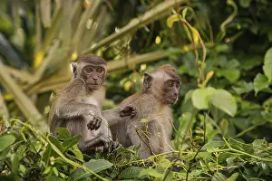 Drucke von Portrait des gefleckten Graulangurs Semnopithecus priam, auch bekannt als Madras-Graulangur und Coromandel-Sakral-Langur Büschelgrauer Langur Drucke: Portrait des gefleckten grauen Languren Semnopithecus priam.