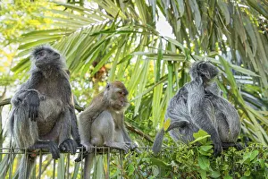 Drucke von Portrait des gefiederten grauen Languren Semnopithecus priam, auch bekannt als Madras-Gray-Langur und Coromandel-Sakral-Langur Büschelgrauer Langur Drucke: Porträt des gefiederten grauen Languren Semnopithecus priam.