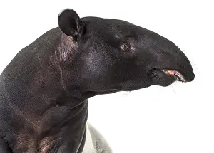 Malayan Tapir Drucke: Portrait side view of Malayan tapir head